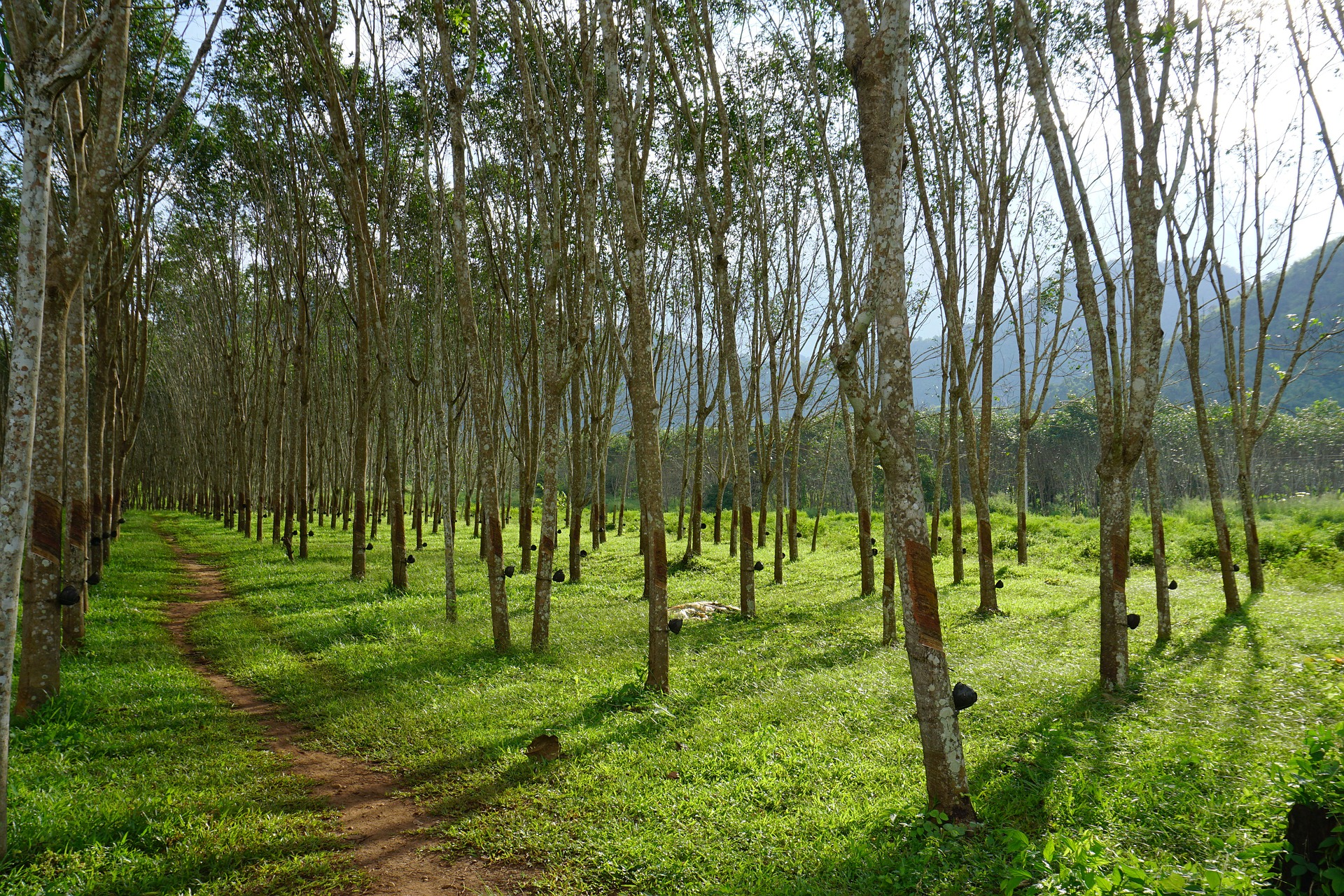 Indústria da borracha